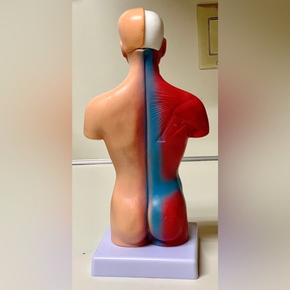 11” Biological Anatomy & Physiology Miniature Human Torso Removable Organ Model - Picture 3 of 16
